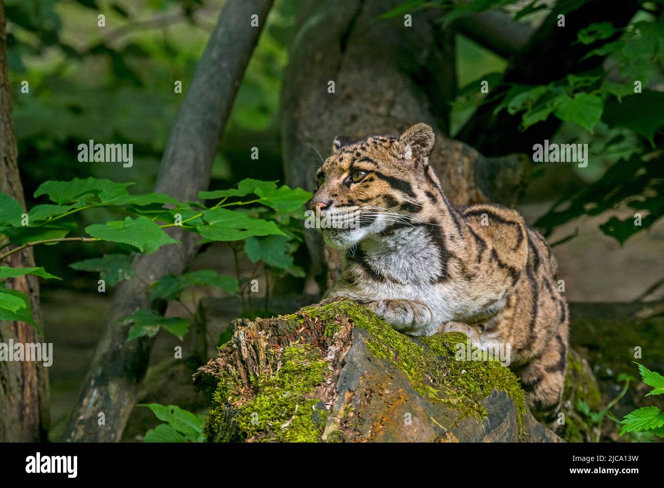 Die vom Festland getrübte Leopard (Neofelis nebulosa) Wildkatze stammt aus den Ausläufern des Himalaya über das südostasiatische Festland bis nach Südchina Stockfoto