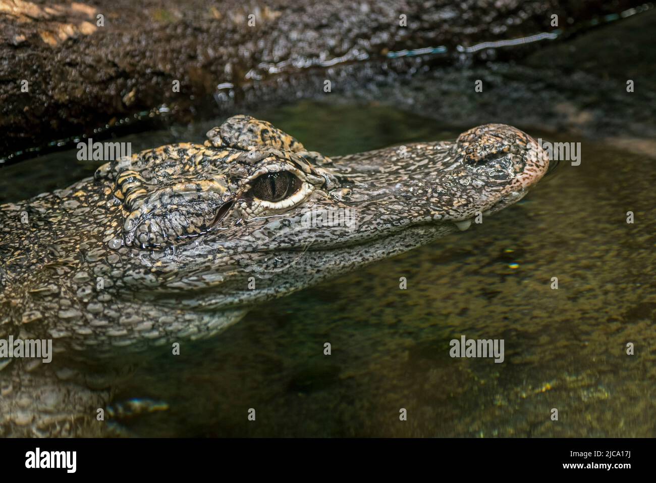 Chinesischer Alligator / Yangtze-Alligator / China-Alligator (Alligator sinensis / Caigator sinensis), der in einem Teich ruht, Krokodil, der in China endemisch ist Stockfoto