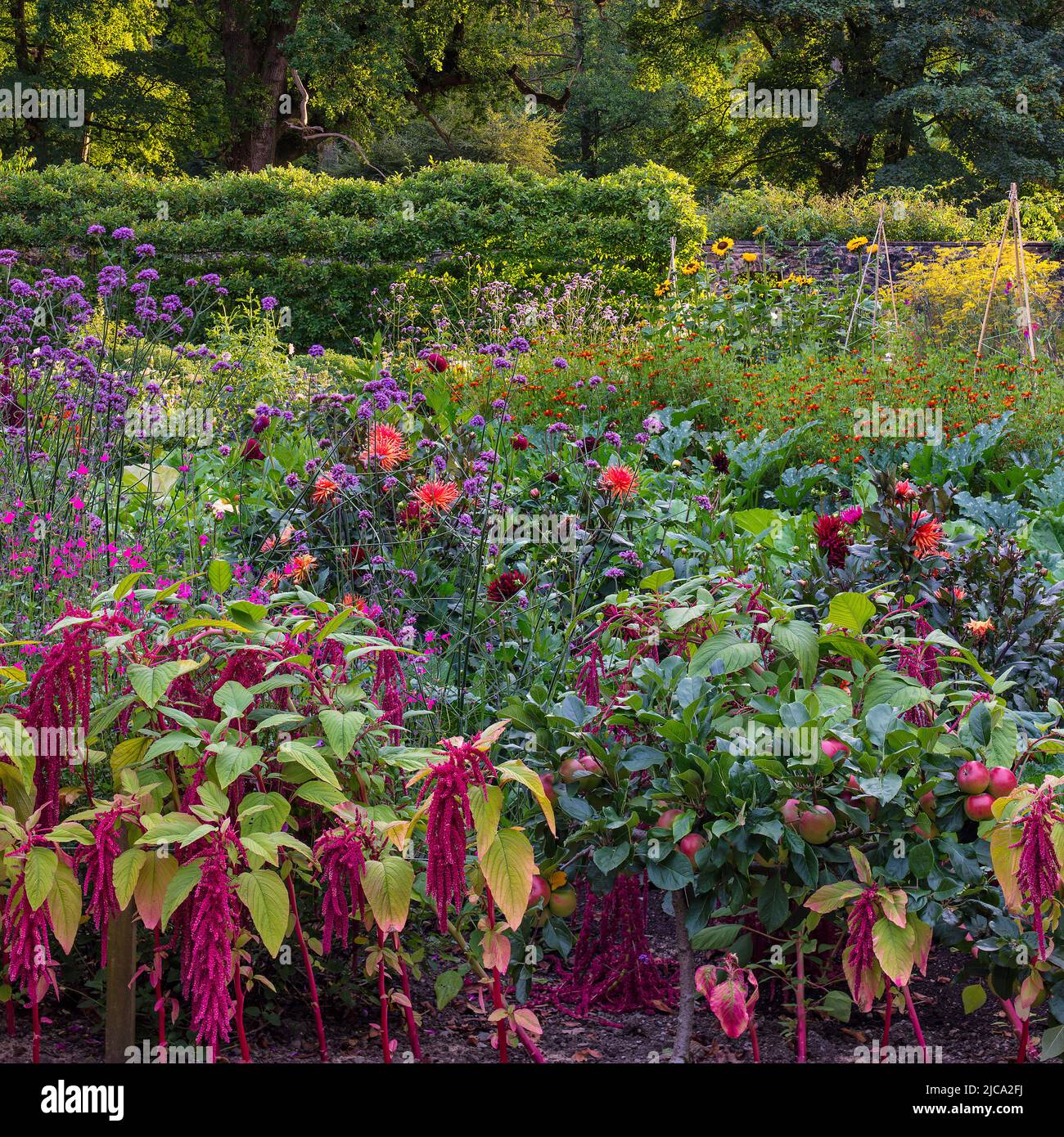 Der Kitchen Garden in voller Blüte in den Aberglasney Gardens Stockfoto