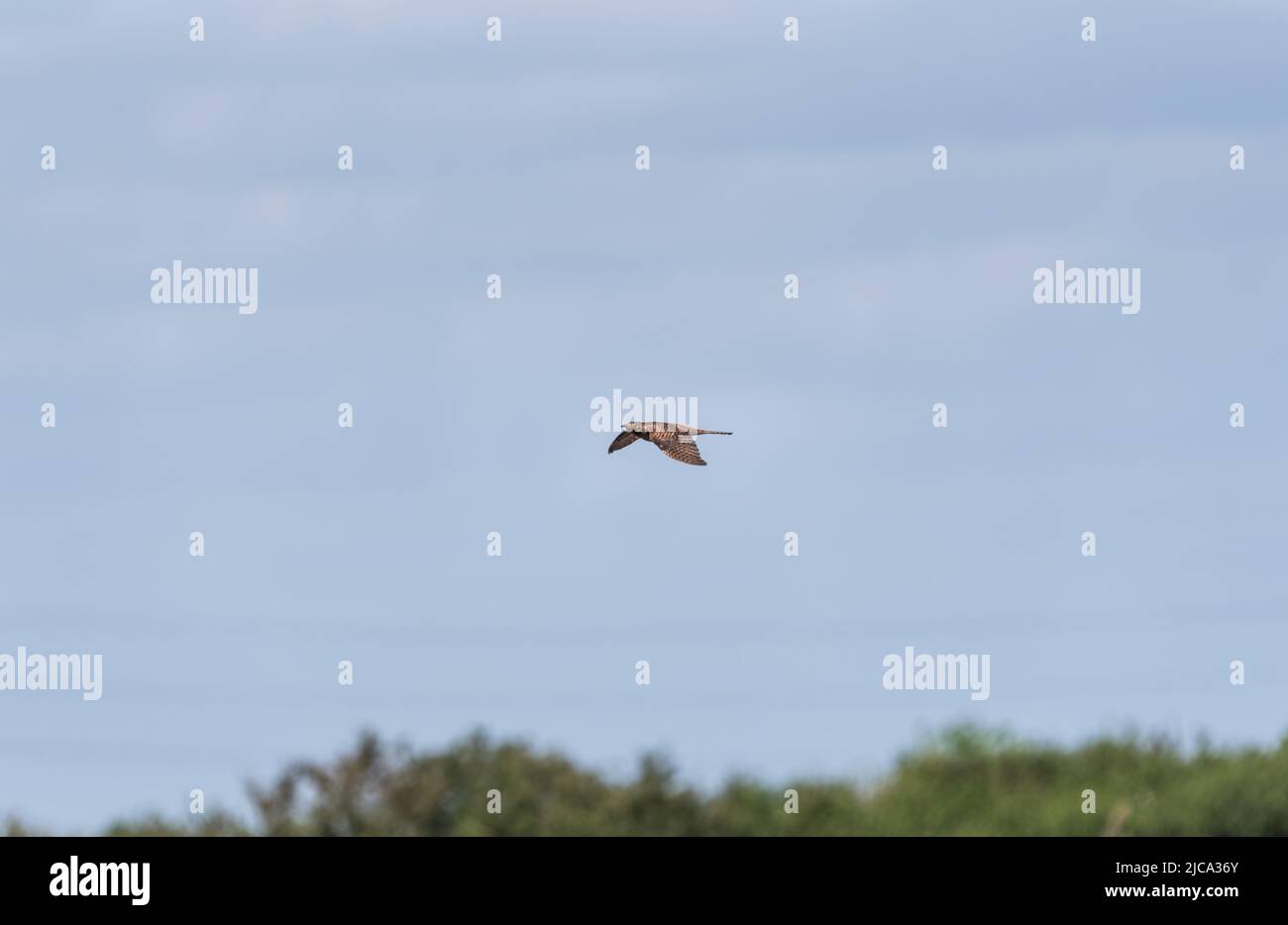 Fliegender Kuckuck (Cuculus canorus) Stockfoto