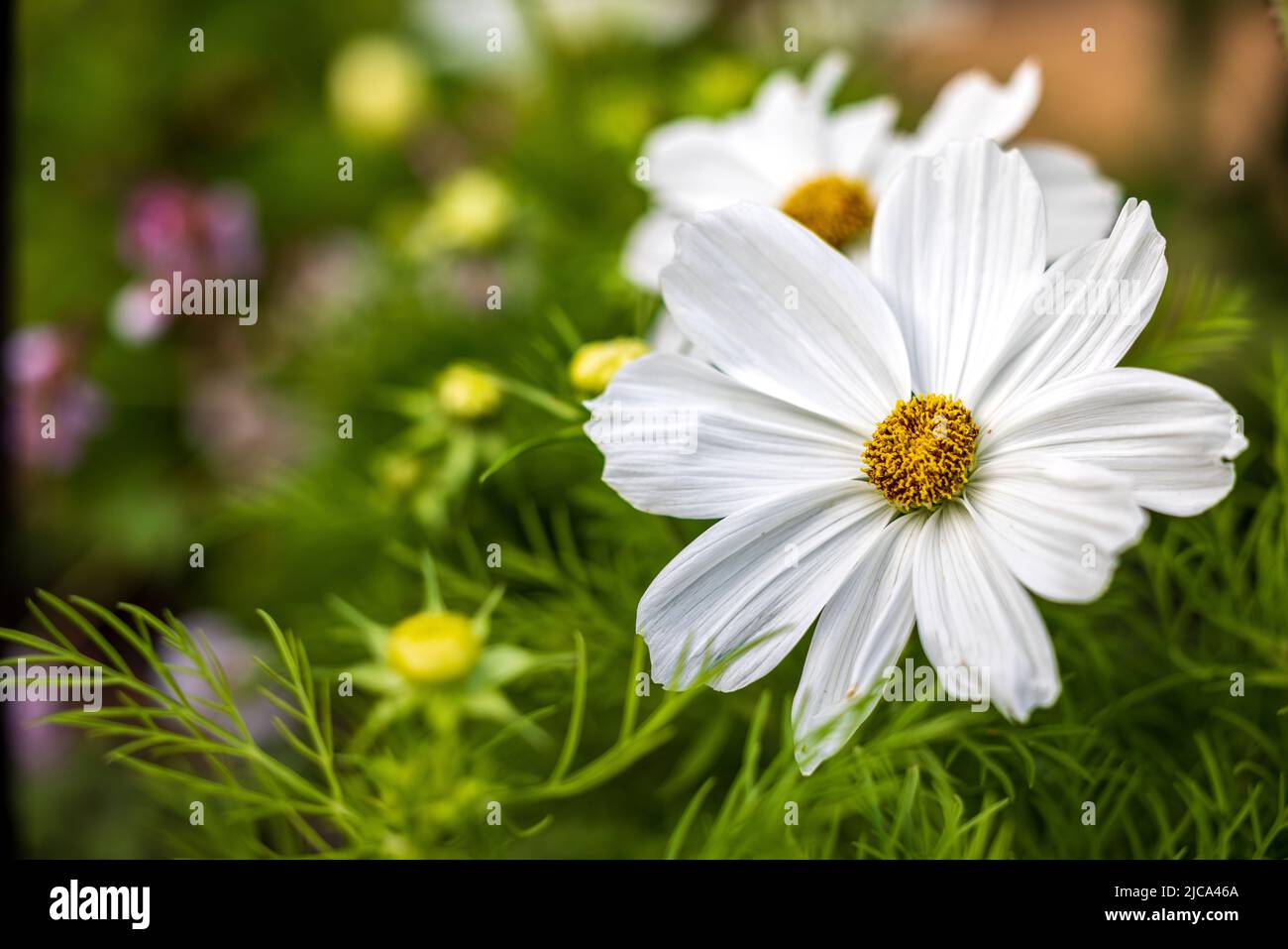 Cosmos bipinnatus ‘Casanova White’ Stockfoto