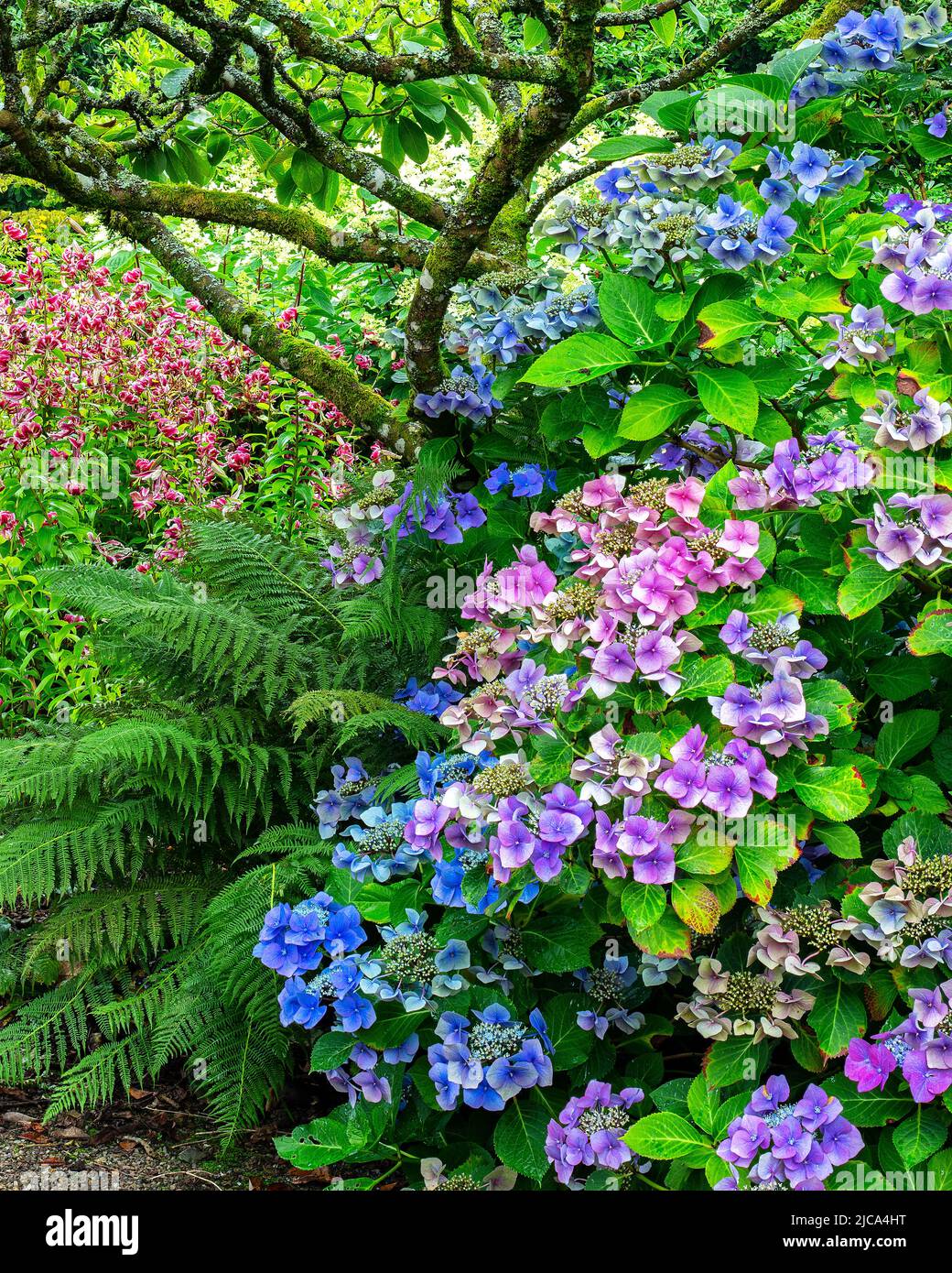 Hortensia macropyhla 'Blue Wave' mit Lilium 'Black Beauty' im Hintergrund in den Aberglasney Gardens Stockfoto