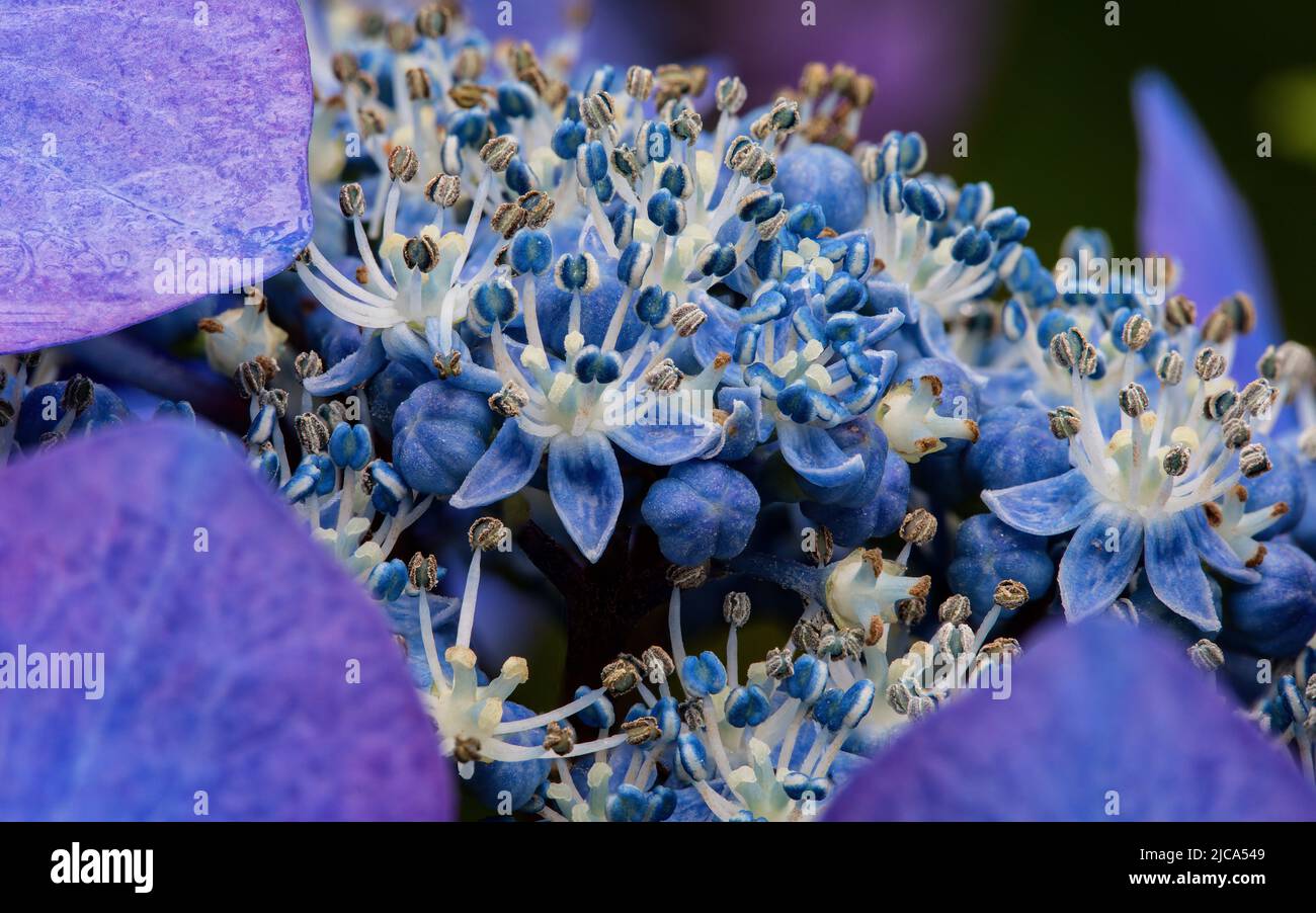 Hortensia „Blue Wave“ in den Aberglasney Gardens Stockfoto