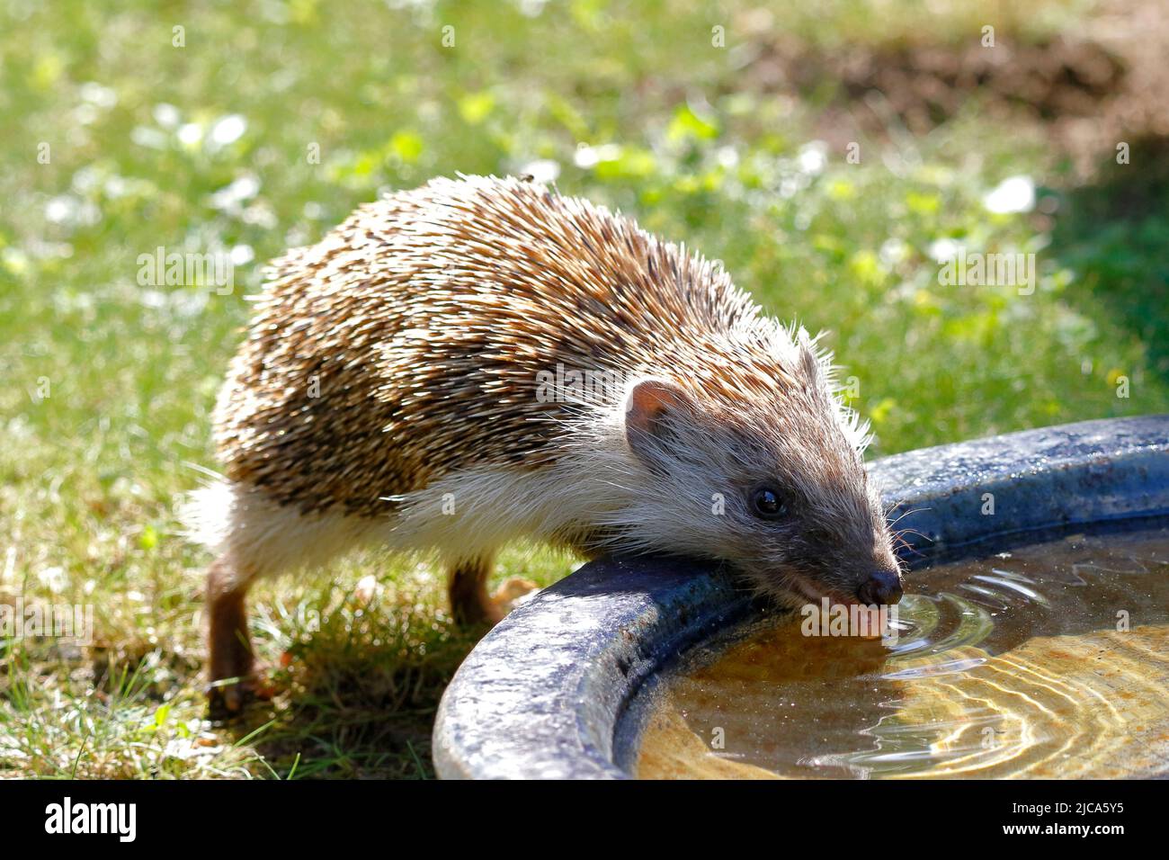 Ein durstiger Igel trinkt Wasser aus dem Vogelbad Stockfoto