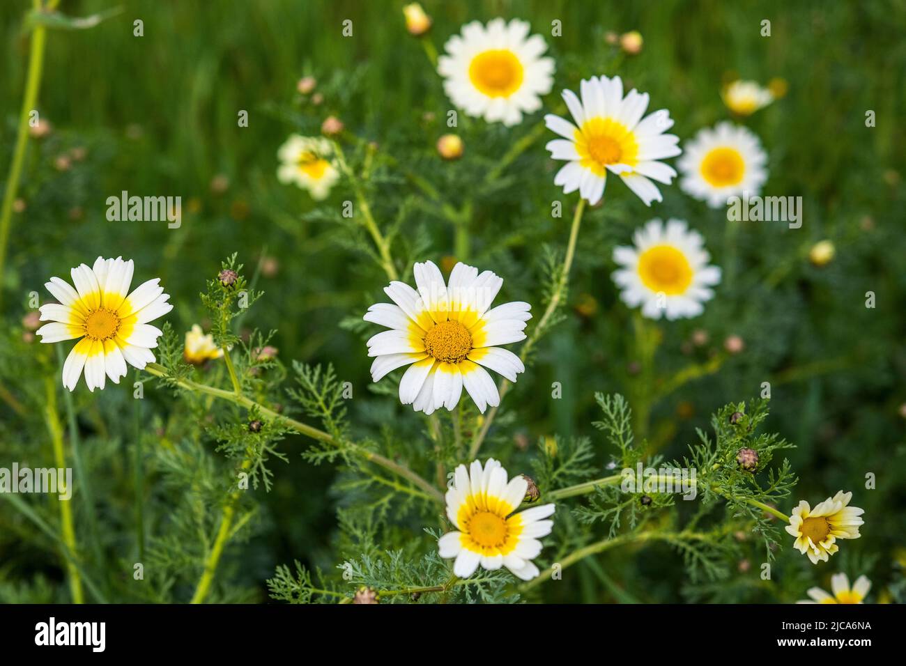 Glebionis coronaria, früher Chrysanthemum coronarium genannt, (Annual Chrysanthemum) ist eine blühende Pflanze aus der Familie der Gänseblümchen. Stockfoto