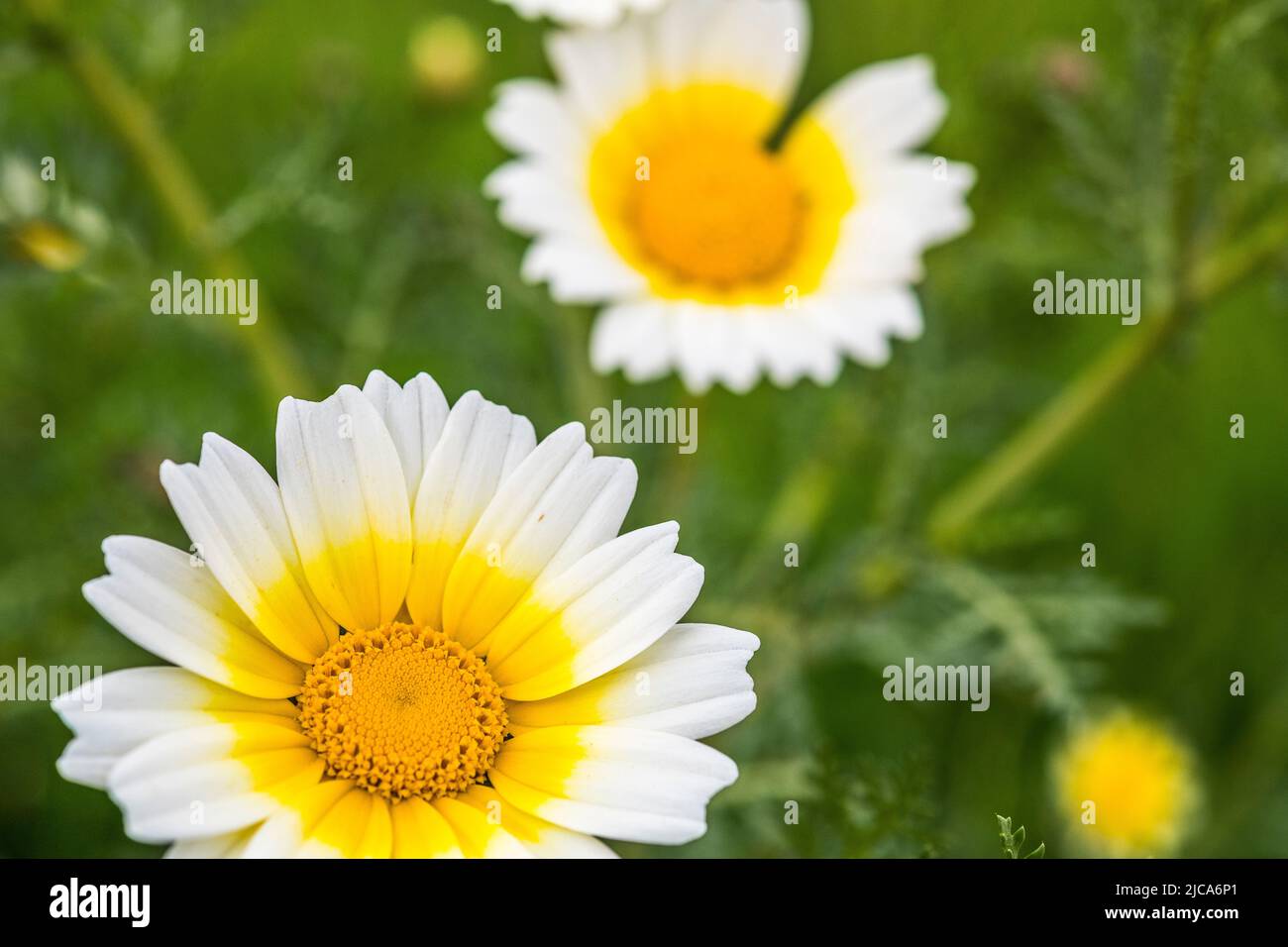 Glebionis coronaria, früher Chrysanthemum coronarium genannt, (Annual Chrysanthemum) ist eine blühende Pflanze aus der Familie der Gänseblümchen. Stockfoto