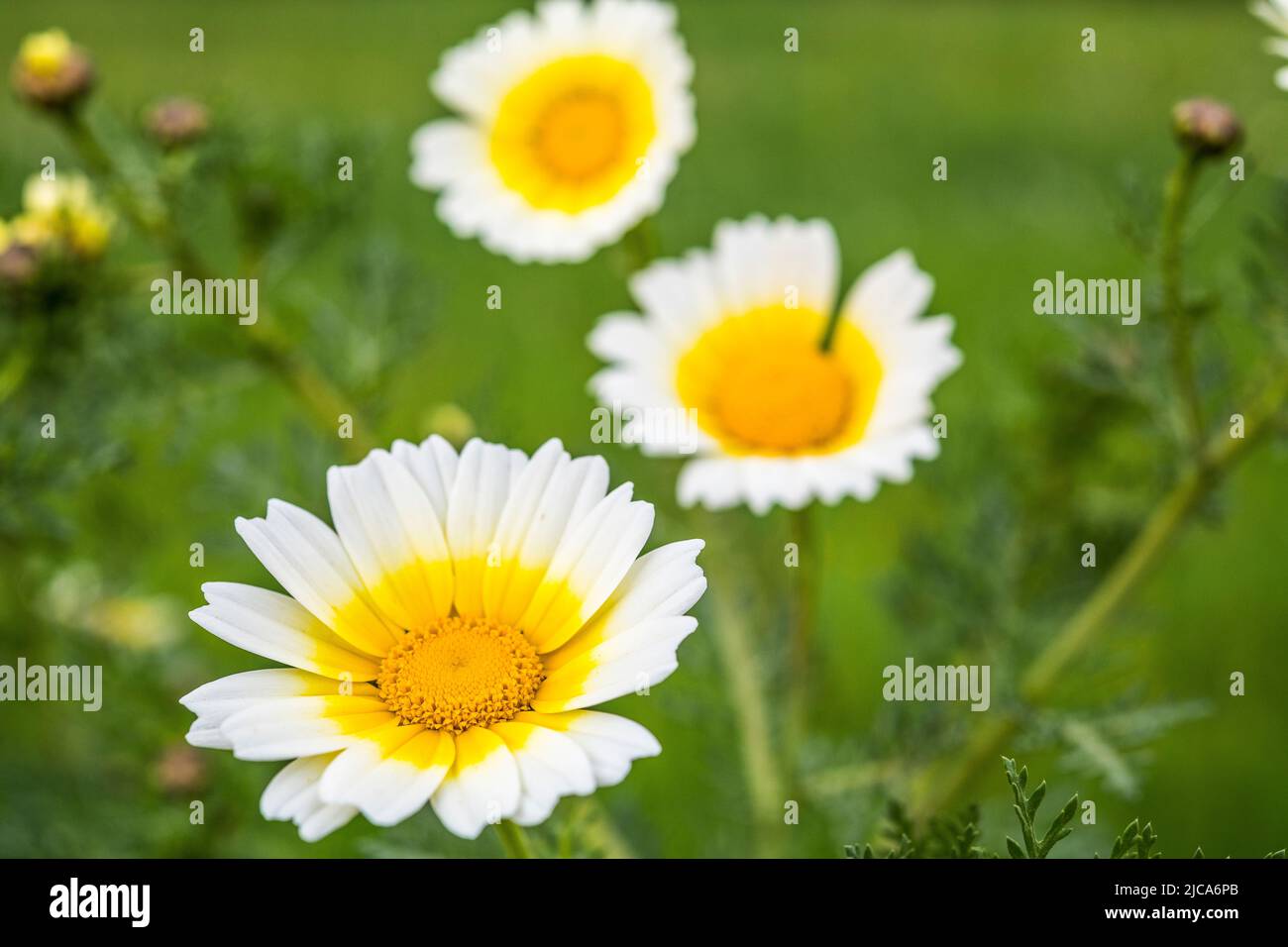 Glebionis coronaria, früher Chrysanthemum coronarium genannt, (Annual Chrysanthemum) ist eine blühende Pflanze aus der Familie der Gänseblümchen. Stockfoto