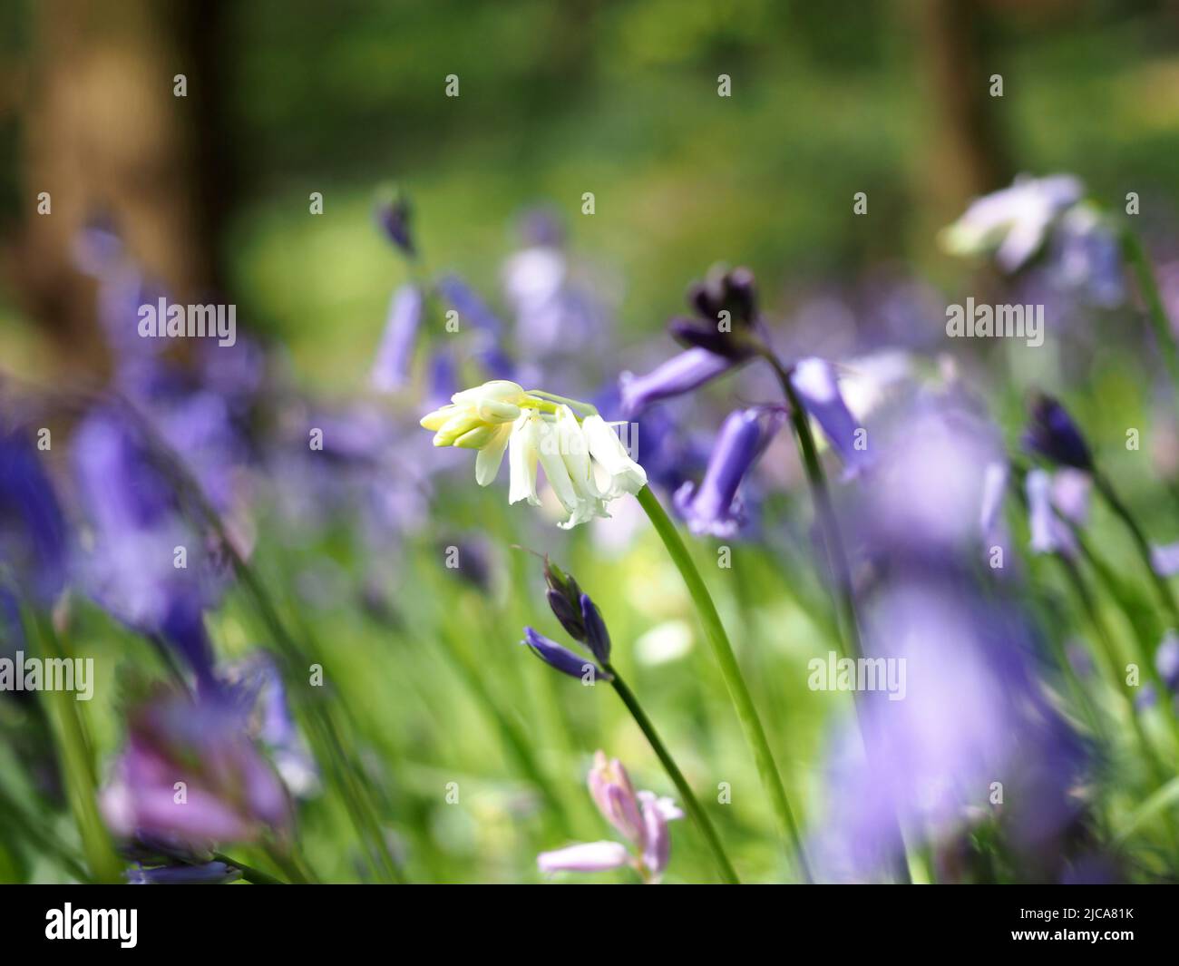 Atemberaubende Aussicht auf englische Bluebells im englischen Wald im Grangewood Park, East Hunsbury, Northampton, Großbritannien Stockfoto