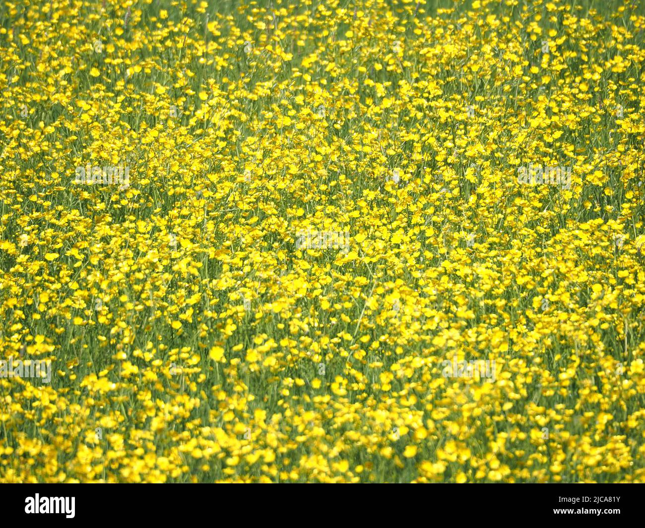 Feld der gelben Wildblumen, Northamptonshire, Großbritannien Stockfoto