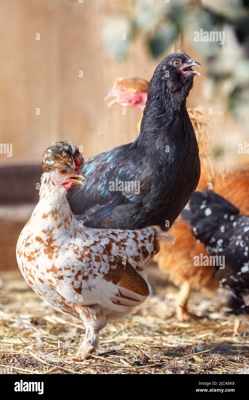 Hühner auf traditionellen freie Strecke Geflügelfarm Stockfoto