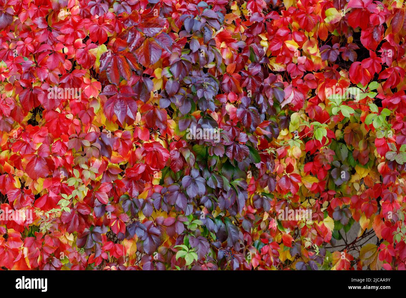 Parthenocissus quinquefolia Weinrebe Herbstliches buntes Laub bedeckt.eine Gartenwand. Stockfoto
