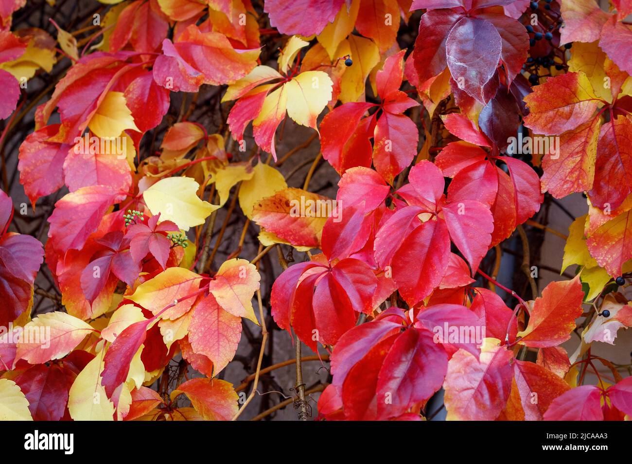 Leuchtend rot-burgunderrote Blätter wilder Trauben an einem sonnigen Herbsttag. Stockfoto