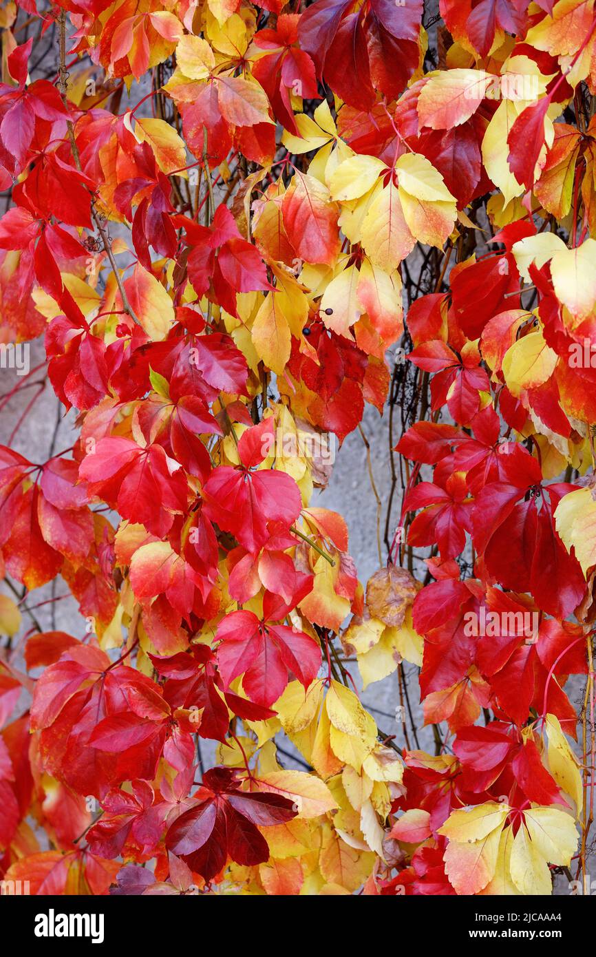 Rot-gelbe Blätter der herbstlichen Kletterpflanze. Parthenocissus-Arten. Stockfoto