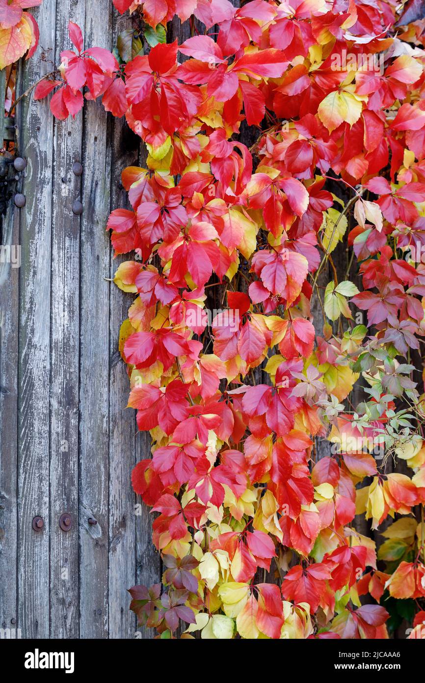 Erstaunlicher Herbsthintergrund mit Victoria schleichenden fünfblättrigen Efeu-Blättern, die in Sonnenlicht mit verschiedenen Herbstfarben auf Holzplanken kriechen. Es gibt f Stockfoto