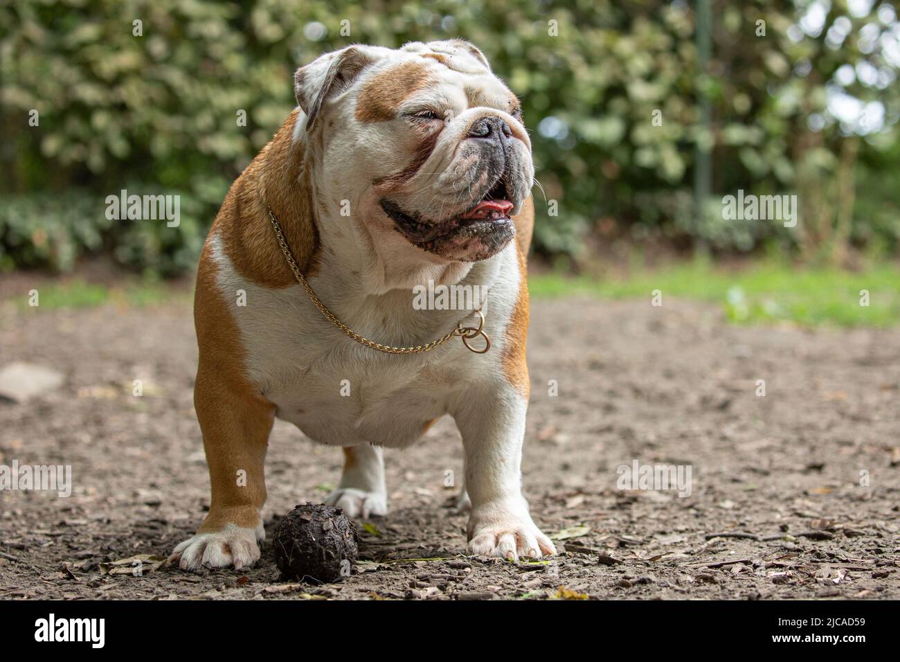 Bulldog mit goldener Halskette hinter schmutzigem Tennis-BAL Stockfoto