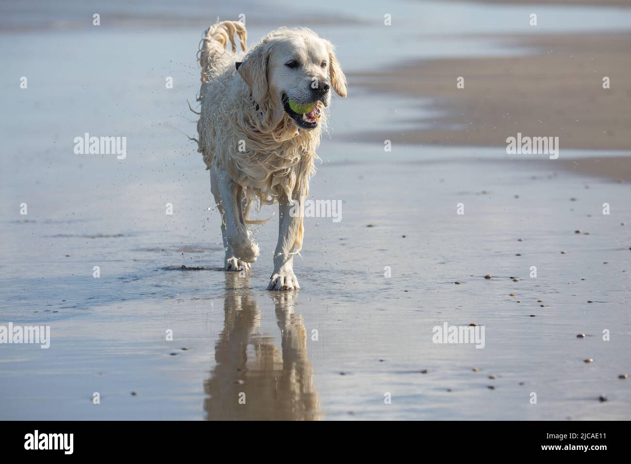 Labrador Retriever läuft am Strand mit einem Tennisball im Mund Stockfoto