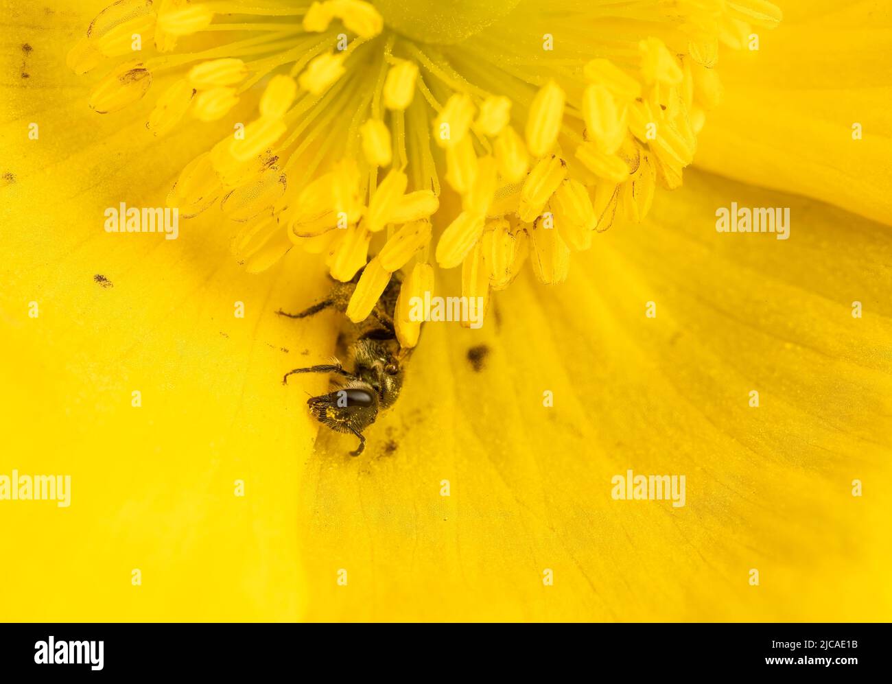 Eine kleine bronzene Furche in einem gelben Mohnblume, bedeckt mit Pollen, zeigt, wie nützlich die wenig bekannte Vielfalt der einsamen Bienen in Bezug auf die Bestäubung ist. Stockfoto
