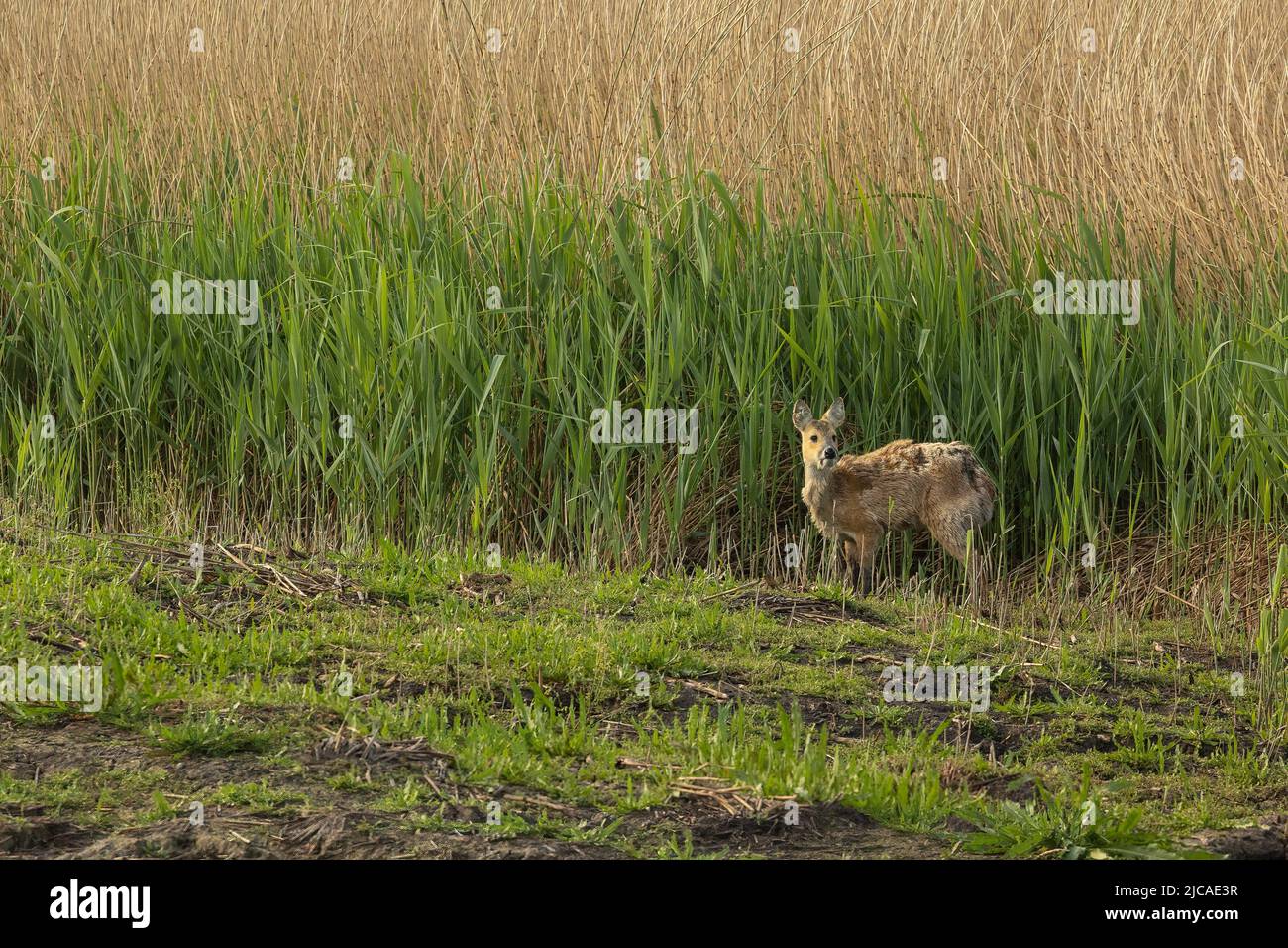 Der eingeführte chinesische Wasserhirsch wird zu einem unverwechselbaren Tier in Feuchtgebieten in Südbritanien. Stockfoto