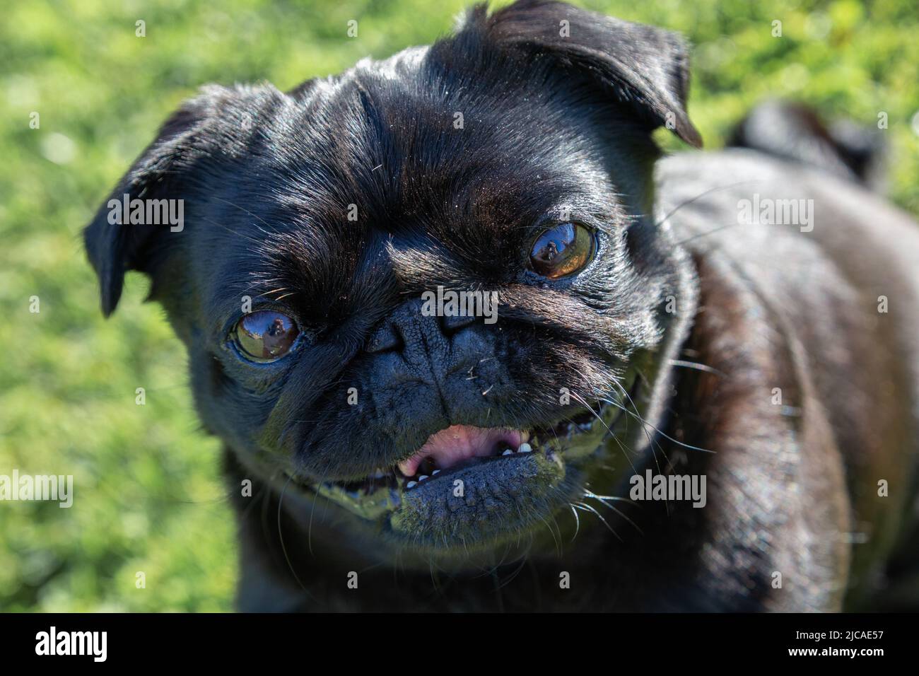 Glücklich aussehender Hund mit glänzenden Augen Blick auf die Kamera. Mog Kopf Nahaufnahme Stockfoto