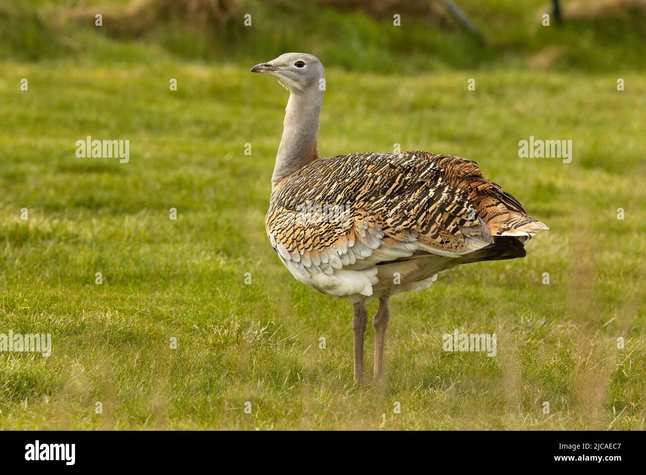 Weibliche Großtrappe, der schwerste fliegende Vogel der Welt, brütet sich auf der Salisbury Plain, England, wo sie wieder eingeführt wurden. Stockfoto