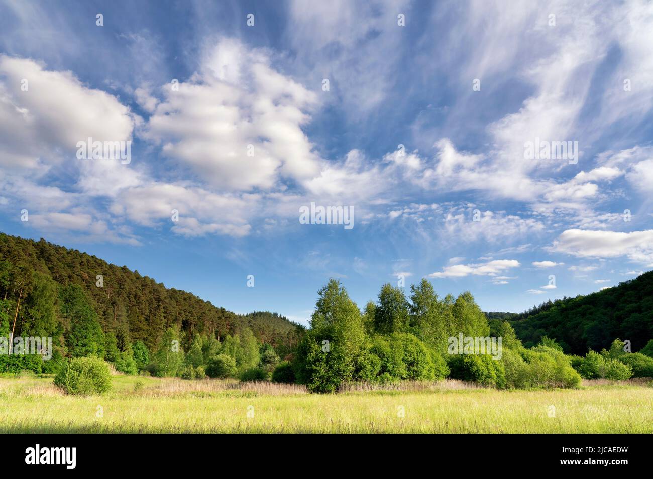 Bäume unter schönem Himmel im Spiesswoogtal bei Fischbach bei Dahn Stockfoto