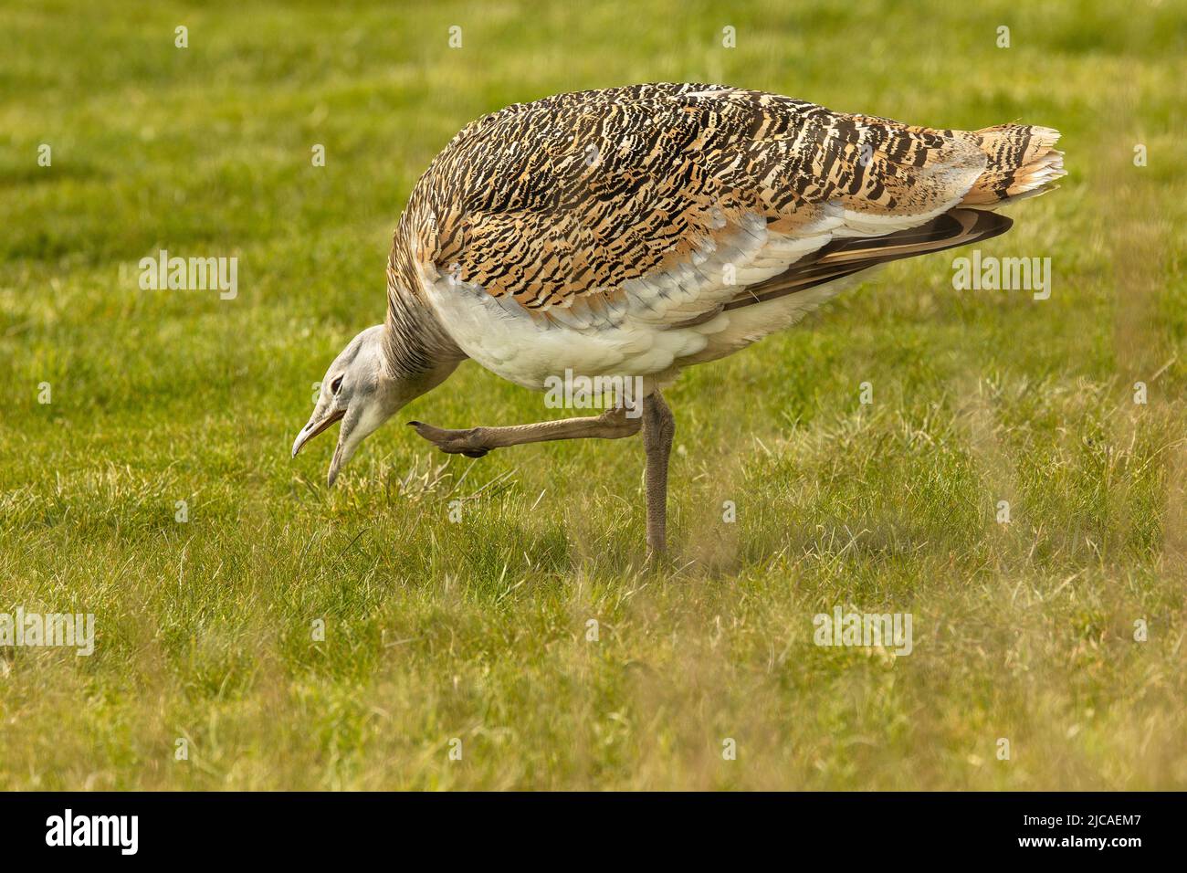 Weibliche Großtrappe, der schwerste fliegende Vogel der Welt, brütet sich auf der Salisbury Plain, England, wo sie wieder eingeführt wurden. Stockfoto