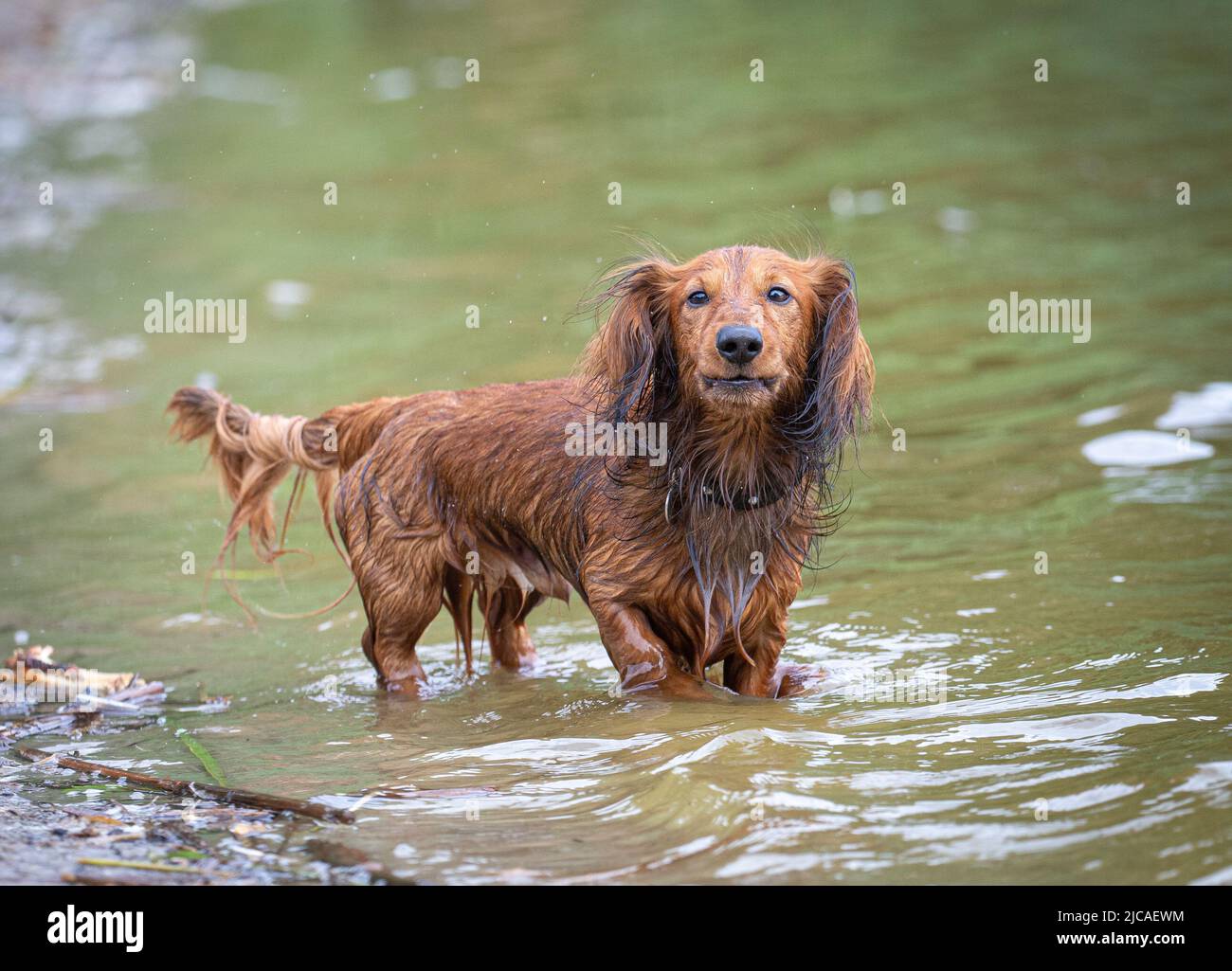 Nasser Dackel-Wursthund steht im Wasser und starrt geradeaus Stockfoto