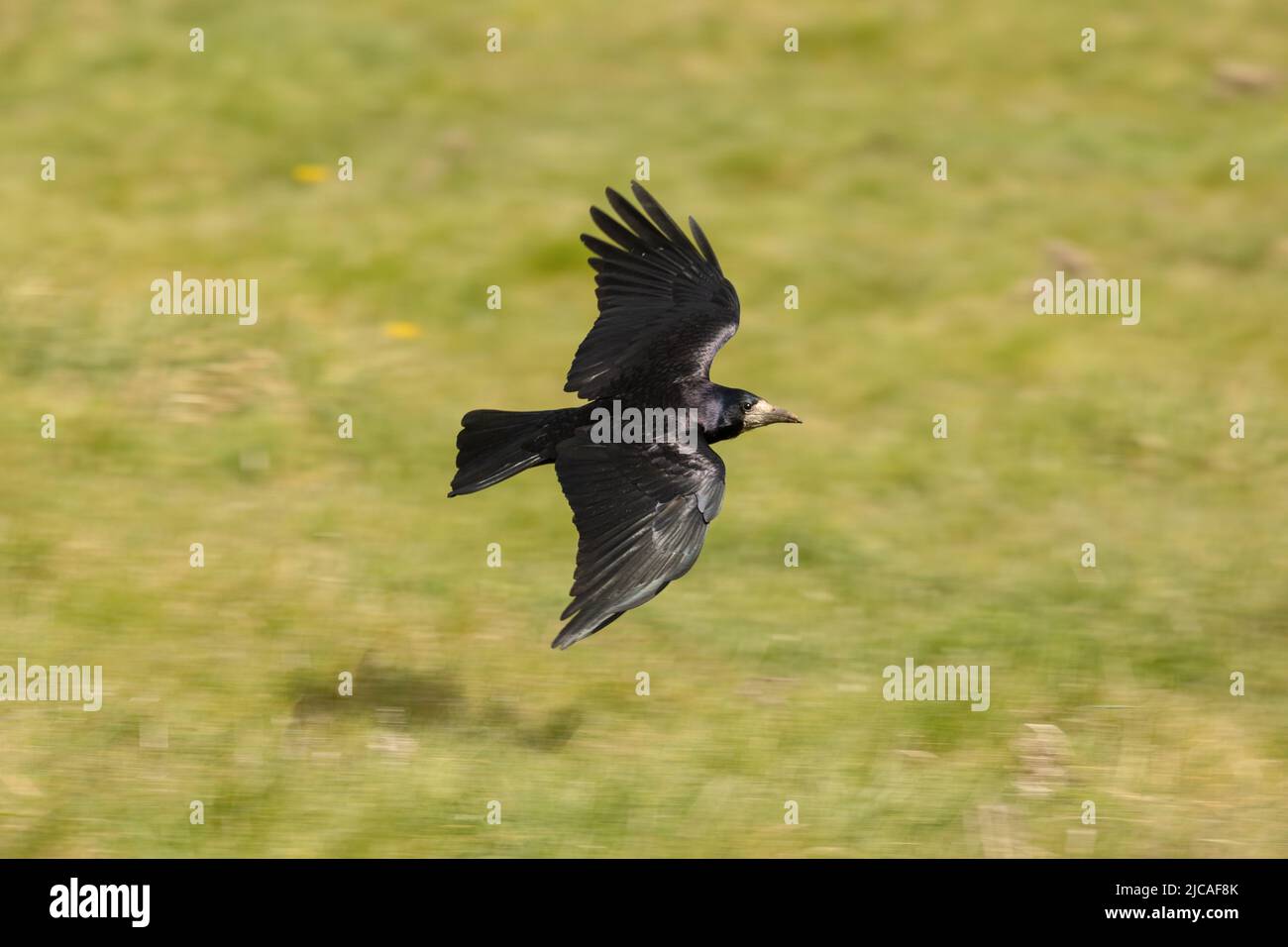 Rook im Flug über ein Feld in Wiltshire, England. Stockfoto