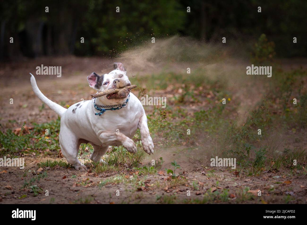 Weißer Hund mit Spaß laufen mit Stick und Staub treten Stockfoto