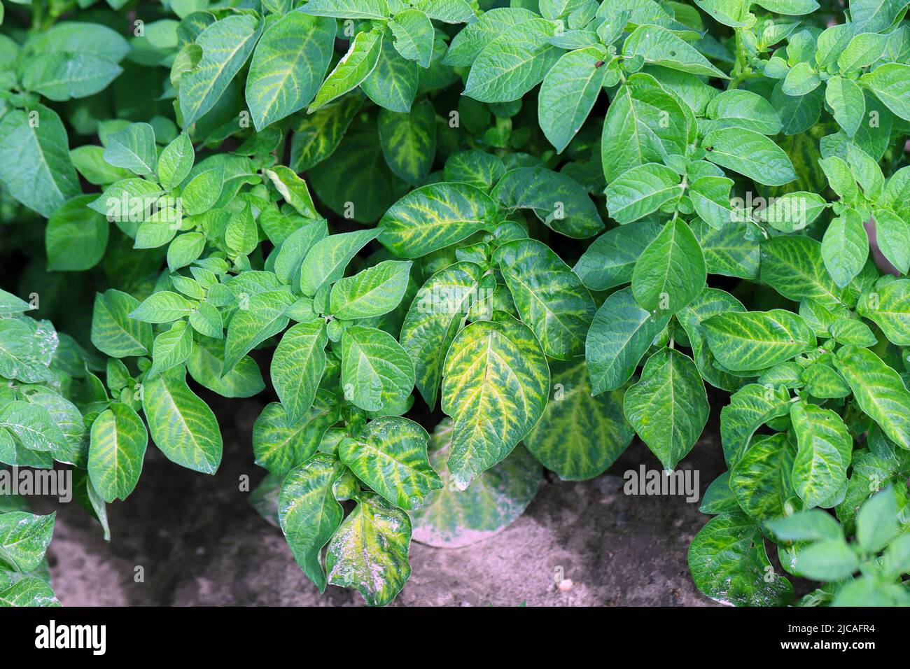 Nährstoffmangel auf Kartoffelblättern. Symptome, Gelbfärbung der Blätter. Stockfoto