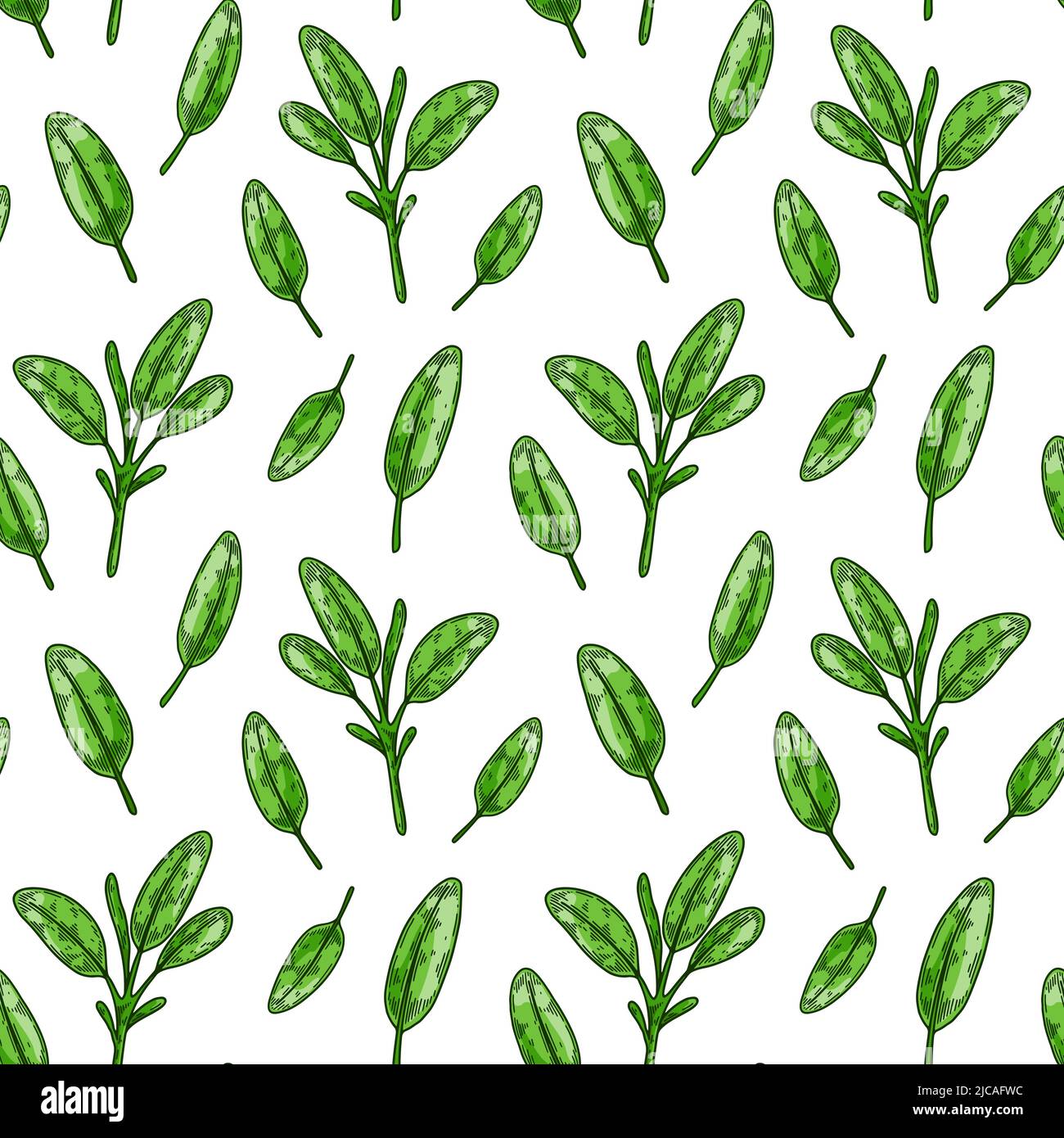 Salbei hinterlässt ein nahtloses Muster. Handgezeichnetes Gemüse und Blattgemüse. Vektorgrafik im farbigen Skizzenstil Stock Vektor