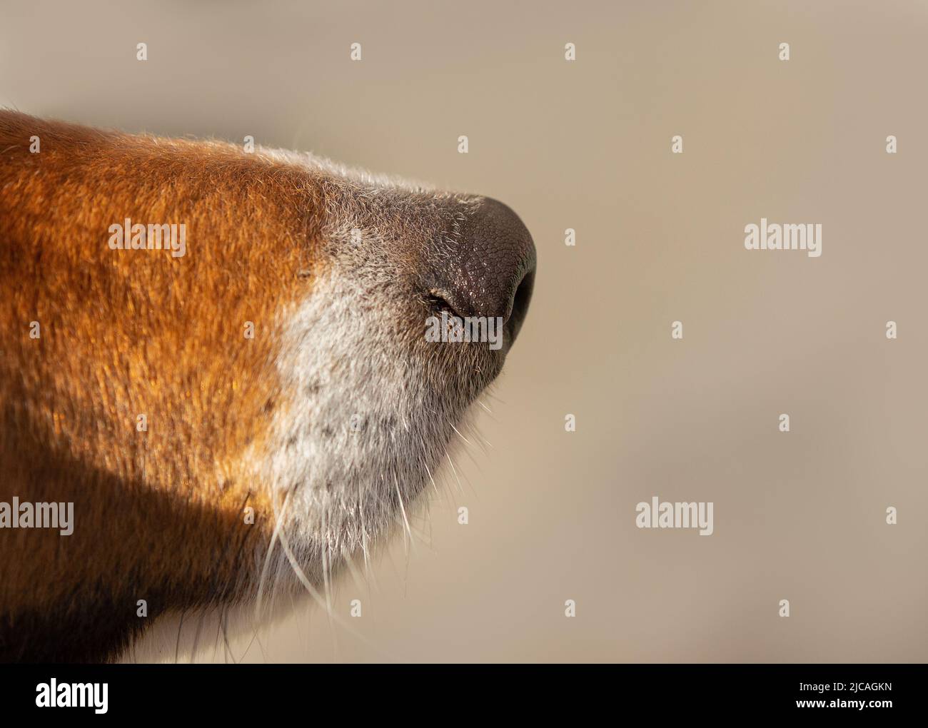 Nahaufnahme einer braunen Hundenase und Schnauze Stockfoto