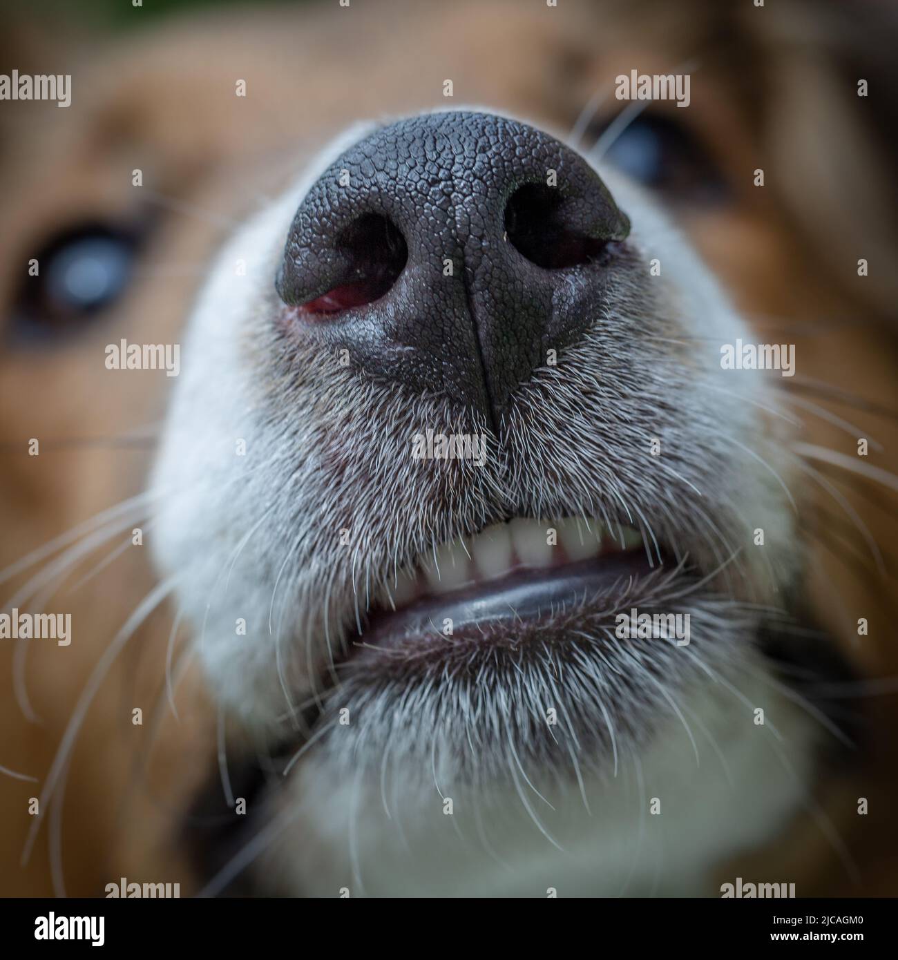 Nahaufnahme von Zähnen und Nase eines jungen Sheltie-Hundewelpen Stockfoto