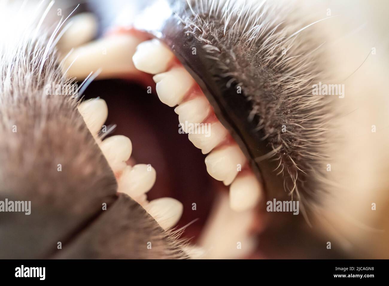 Nahaufnahme der Zähne eines jungen Welpen Stockfoto