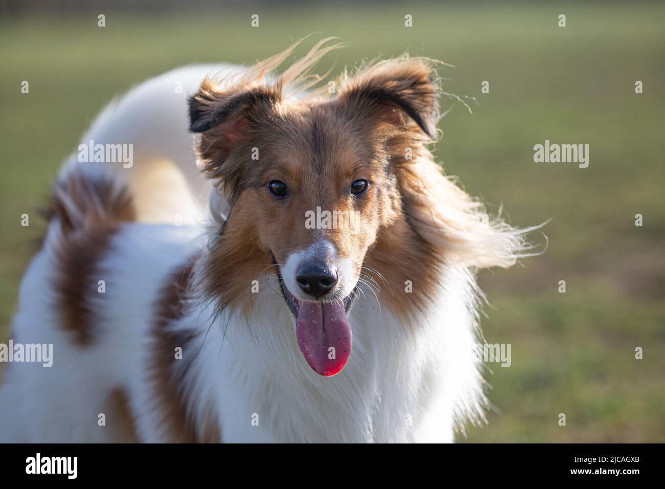 Fröhlicher brauner und weißer Sheltie-Hund im Wind, der die Kamera anschaut Stockfoto