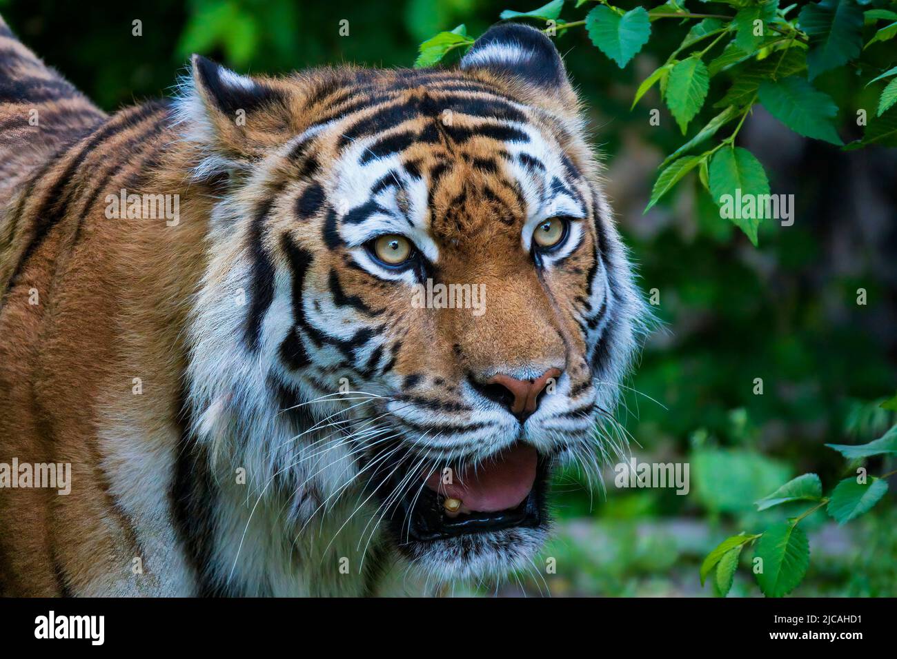 Erstaunlich Videos On Tigers Fotos