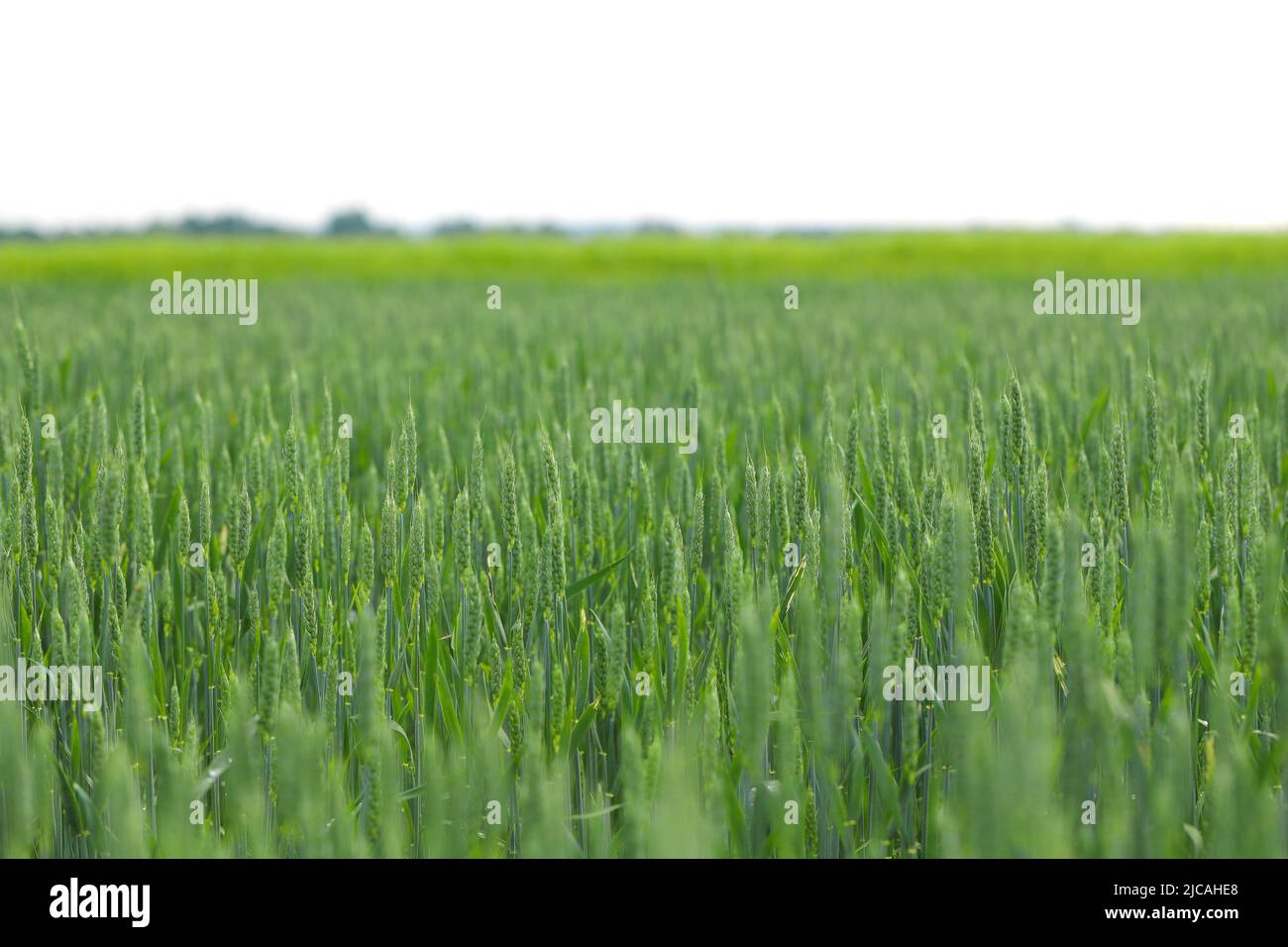 Frühlingsweizenernte auf dem Feld. Grüne Ohren im Frühjahrsfeld. Stockfoto