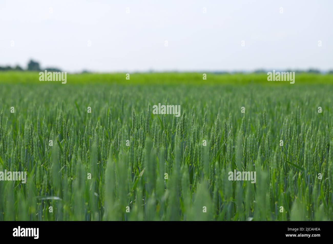 Frühlingsweizenernte auf dem Feld. Grüne Ohren im Frühjahrsfeld. Stockfoto
