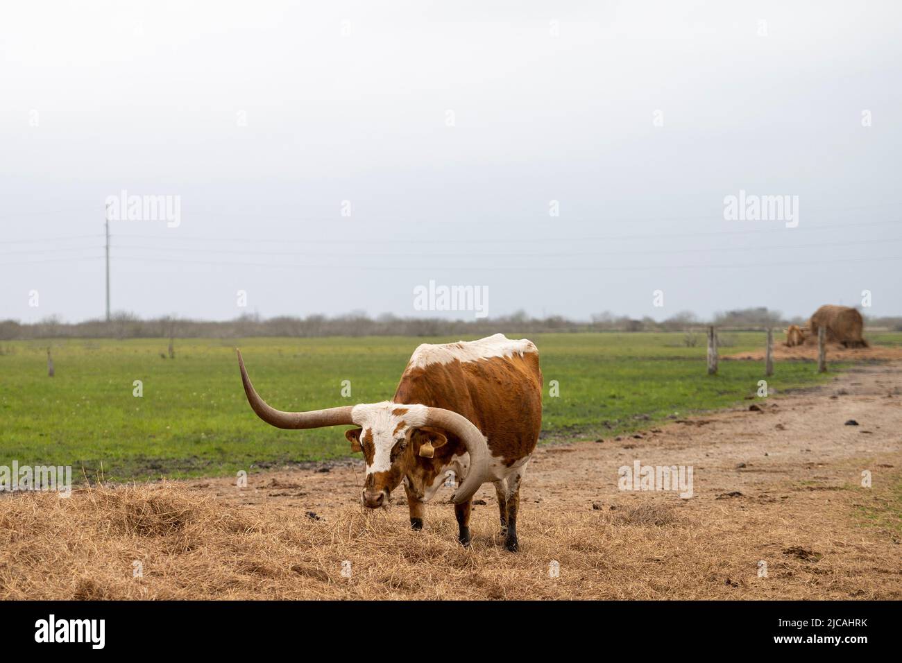 Texas Longhorn Rinderkuh mit einem deformierten Horn steht an einem bewölkten Tag auf einer Weide. Stockfoto