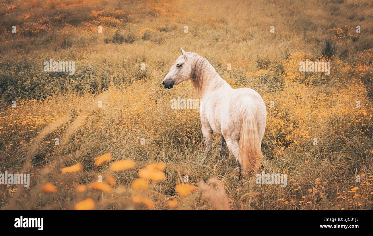 Pferd in Freiheit, auf Blumenfeld, schauen aufmerksam, Lusitano Rasse. Stockfoto