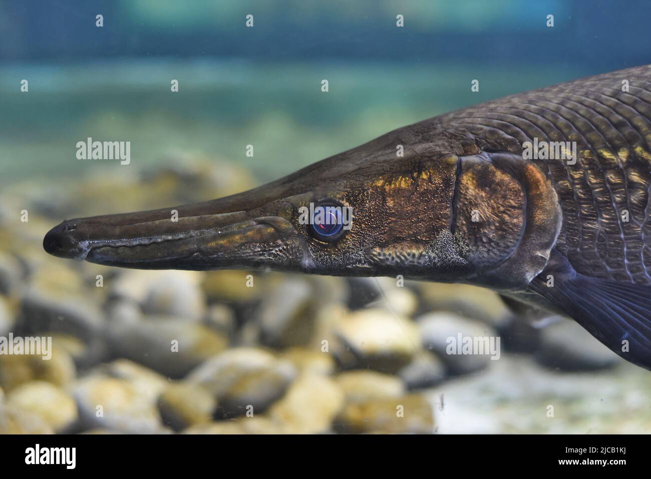 Alligator-gar-Fische schwimmen in einem Aquarium aus nächster Nähe Stockfoto