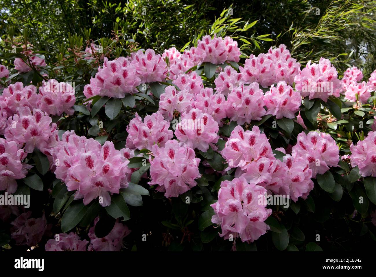 Masse der rosa Hydbrid Rhododendron Blumen Sorte Rhododendron Furnivall RHS Garden Rosemoor North Devon Stockfoto