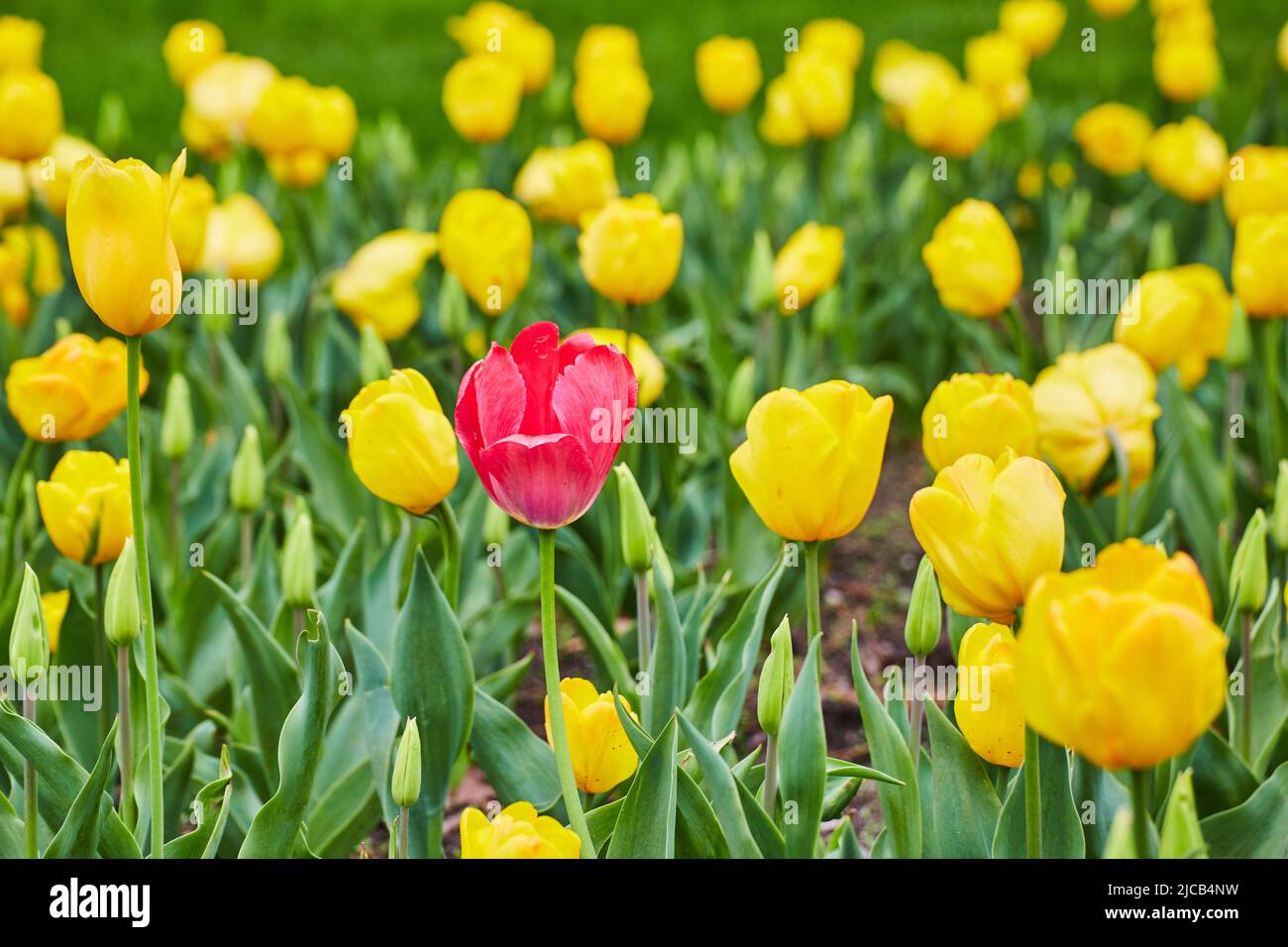 Einone rote Tulpe im Feld der gelben FrühlingsTulpen Stockfoto