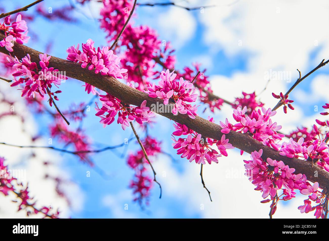 Frühling Kirschbaum mit wunderschönen rosa Blüten bedeckt Stockfoto
