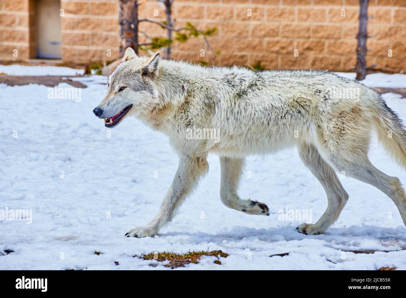 Park im Winter mit weißen Wolf Stockfoto