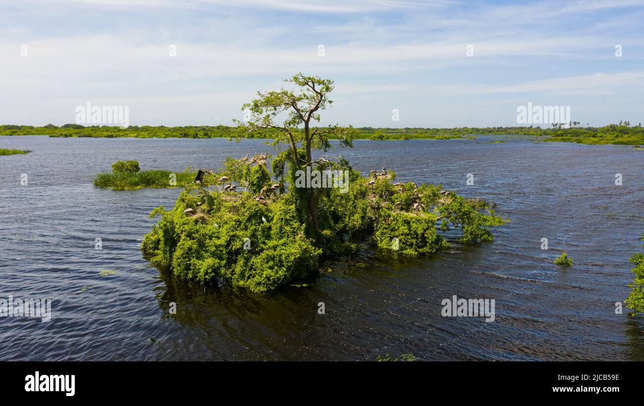 Wildvögel und Nester auf Bäumen, die im See wachsen. Kumana Nationalpark. Sri Lanka. Stockfoto