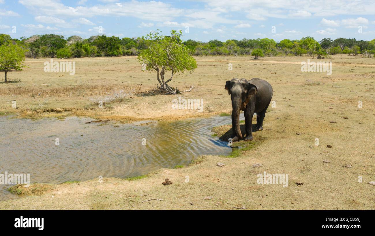 Luftaufnahme des Elefanten am Ufer des Sees in einem natürlichen Lebensraum. Kumana Nationalpark. Sri Lanka. Stockfoto