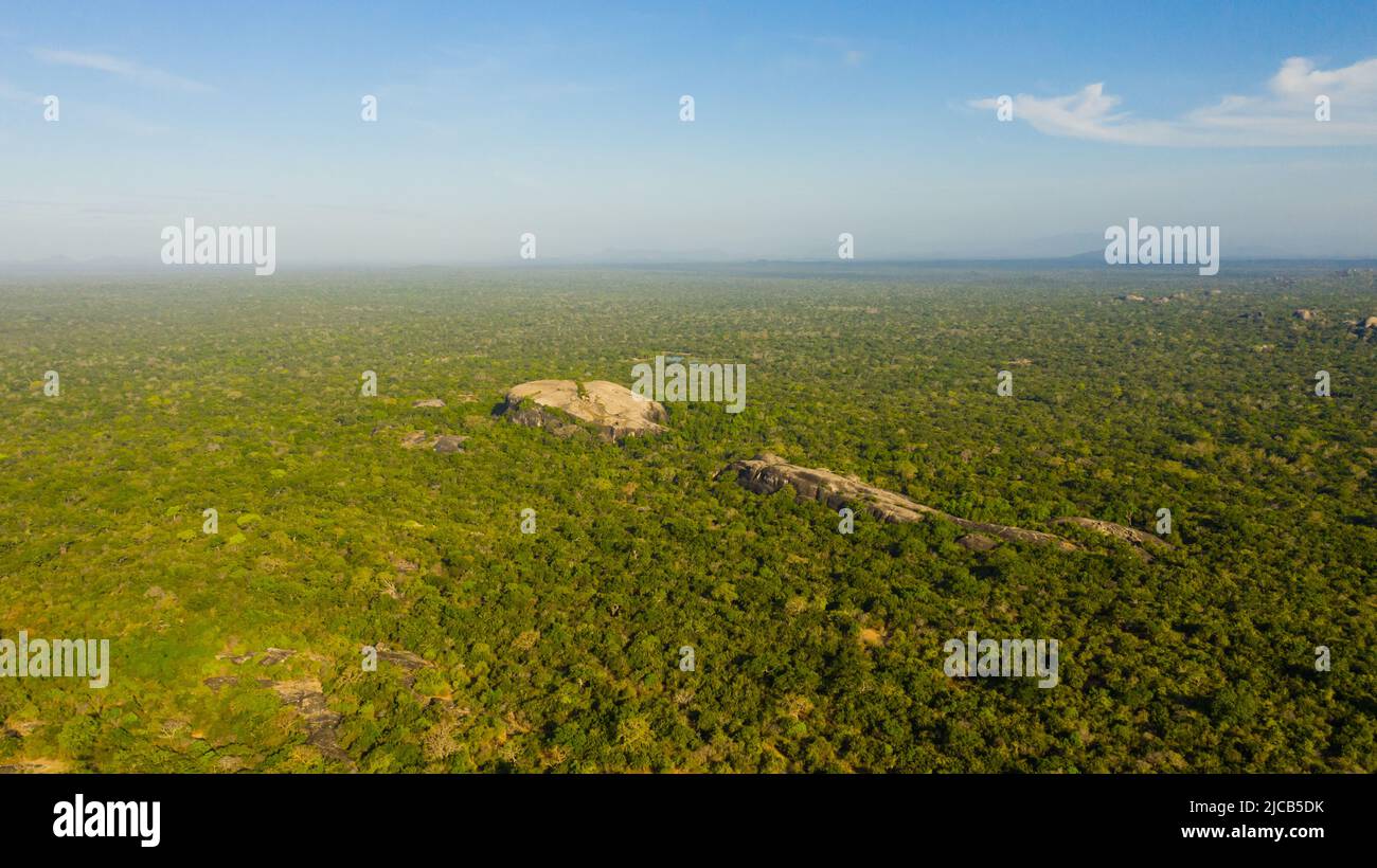 Tropische grüne Wälder im Nationalpark Kumana, wo wilde Tiere leben. Sri Lanka. Stockfoto
