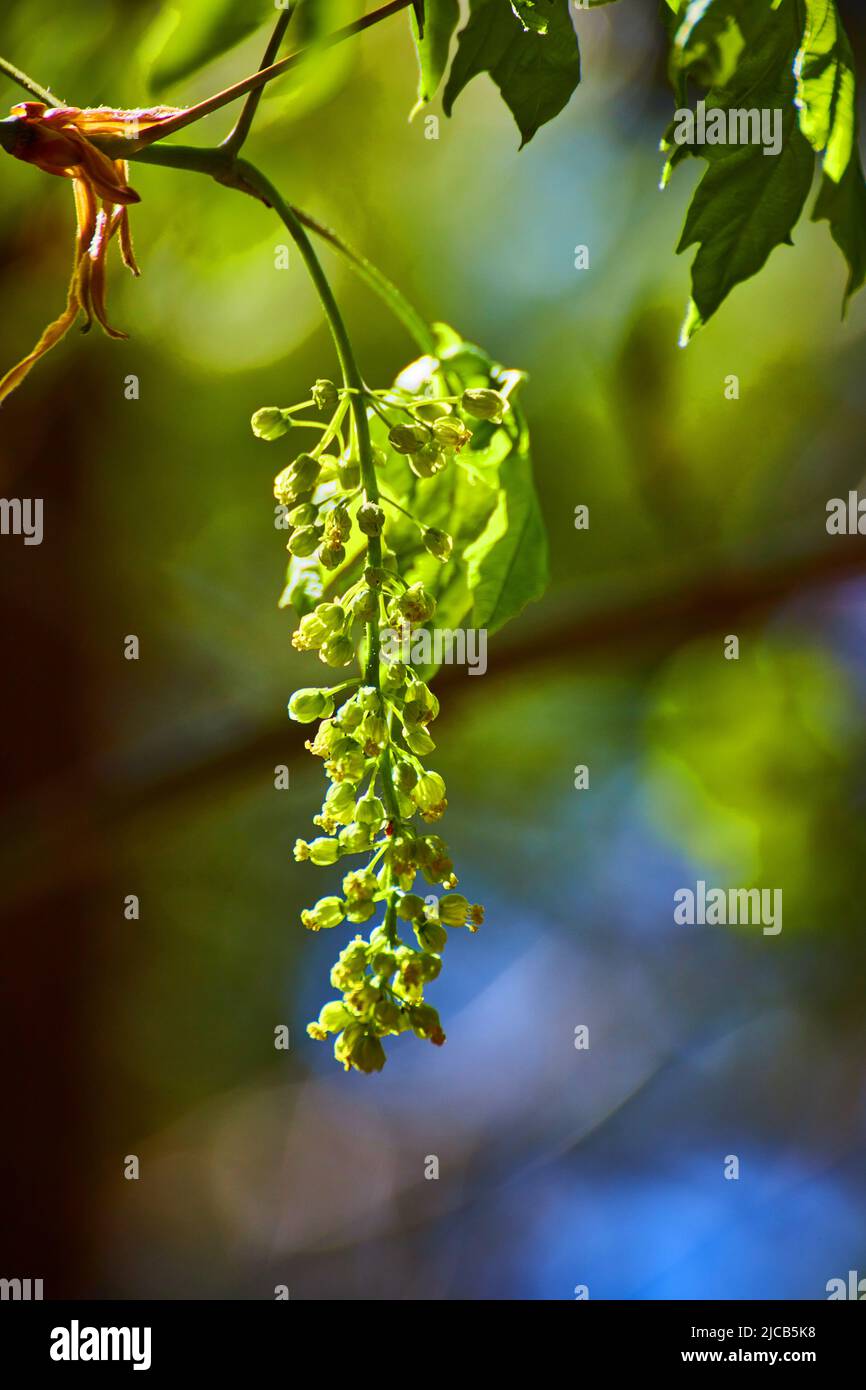Baum im Wald mit ungewöhnlichen Sämlingen, die im Frühjahr wachsen und weichen Hintergrund Stockfoto