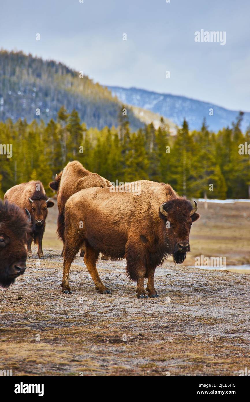 Kleine Bisons-Herde weiden auf Feldern in den Bergen Stockfoto